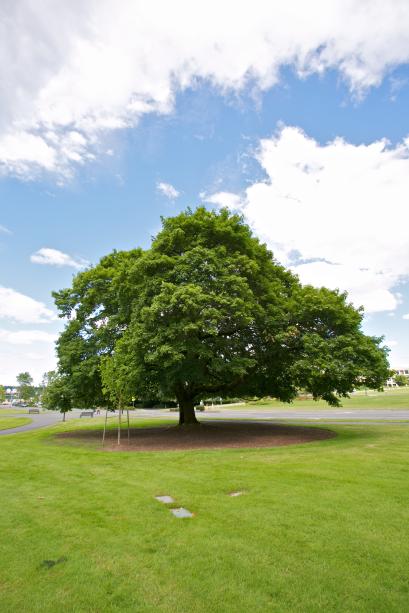 A Norway Maple tree is centered with green grass in the foreground and a partly cloudy blue sky background