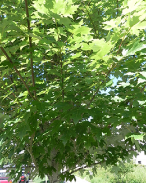 A close up of the leaves of a Red Maple tree