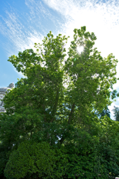 The green leaves of a Red Oak tree reach toward a partly white cloud/ blue sky