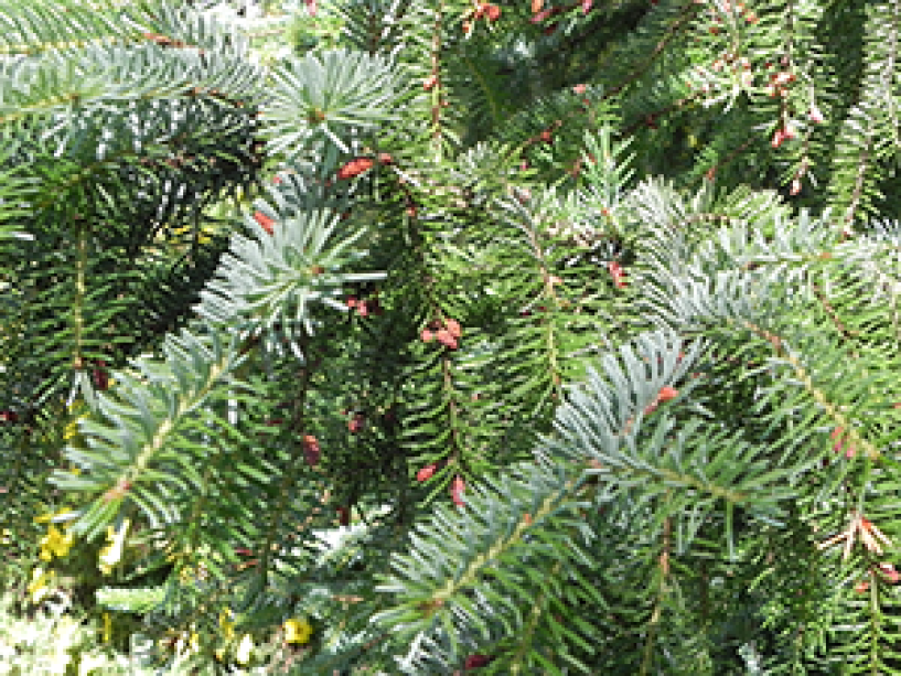 A close up of the needles on a Serbian Spruce tree