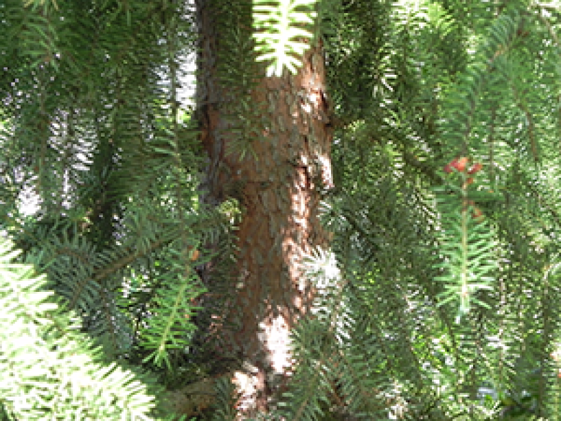 A close up of the trunk on a Serbian Spruce tree