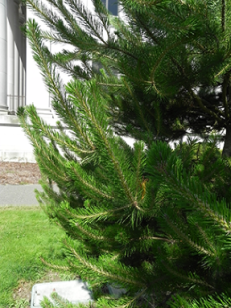 A close up of the needles on a Shore Pine tree