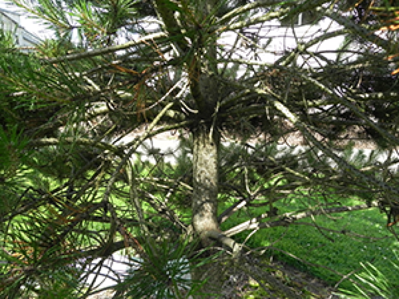 A close up of the trunk on a Shore Pine tree