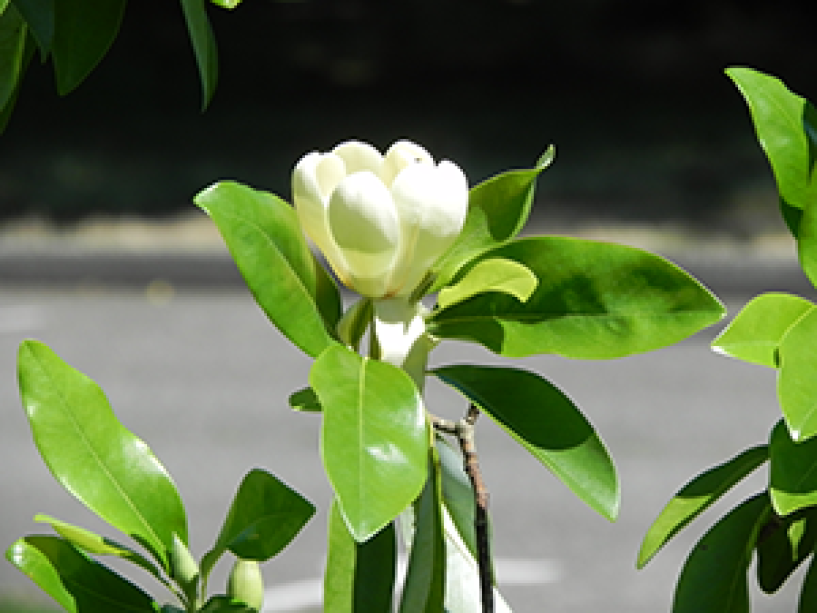 A close up of the blooming flower on a Sweetbay Magnolia