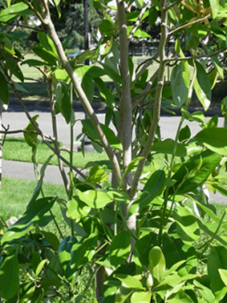 A close up of the trunk on a Sweetbay Magnolia