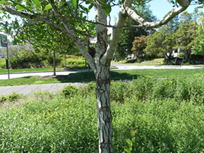 A close up of the trunk on a Thornless Cockspur Hawthorn tree