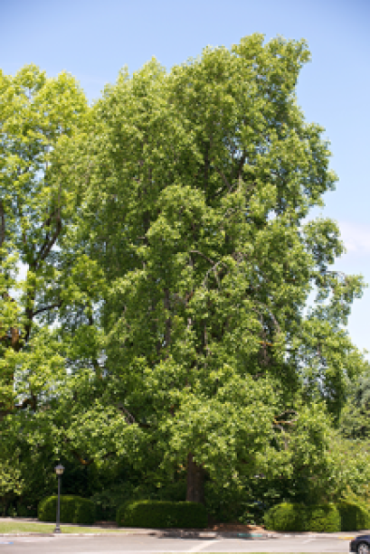 A Tulip tree takes up the majority of the frame with a mostly blue sky background