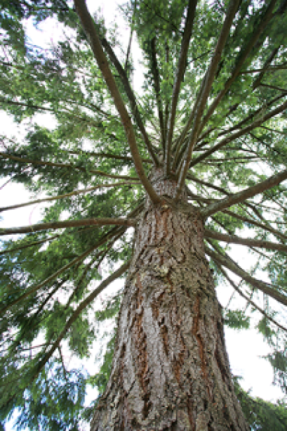 A view looking up from the bottom of the Washington Moon Tree