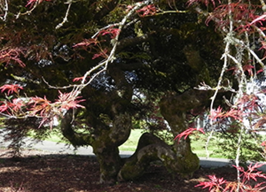 A close up of the trunk on a Weeping Cutleaf Redleaf Japanese Maple tree