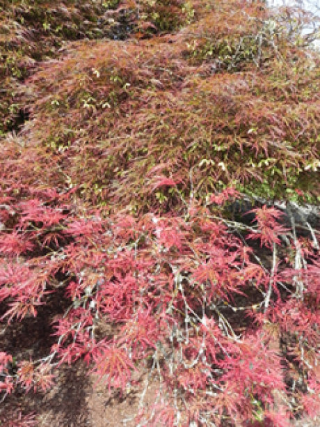 A close up of the leaves on a Weeping Cutleaf Redleaf Japanese Maple tree