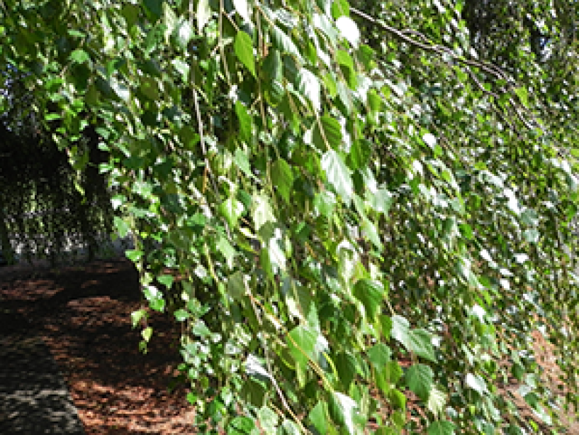 A close up on the leaves of a Weeping White Birch tree