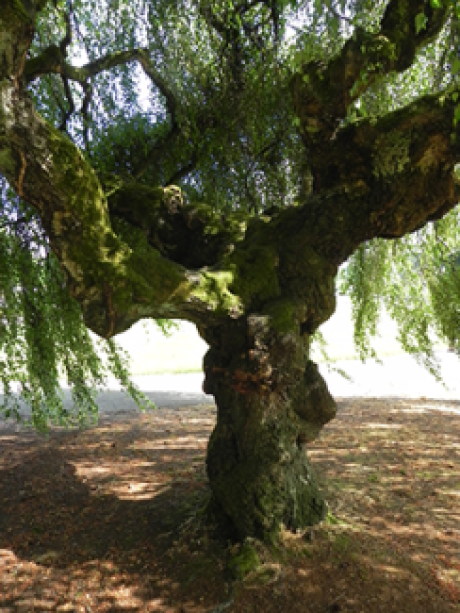 A close up of the trunk on a Weeping White Birch tree