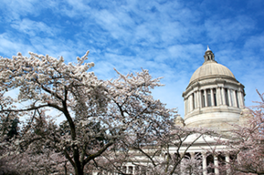 Yoshino Flowering Cherry trees in the foreground with the Legislative Building in the background set against a mostly blue sky with whispy white clouds