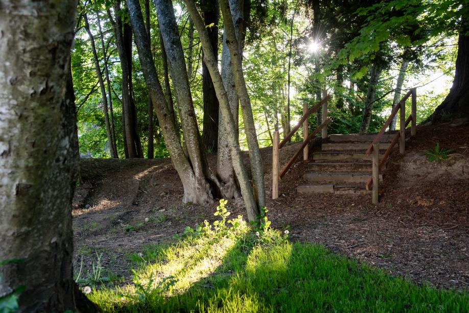 A nature scene with the sun shining through the tops of green, leafy trees and a mulch pathway leading wooden steps in the distance.