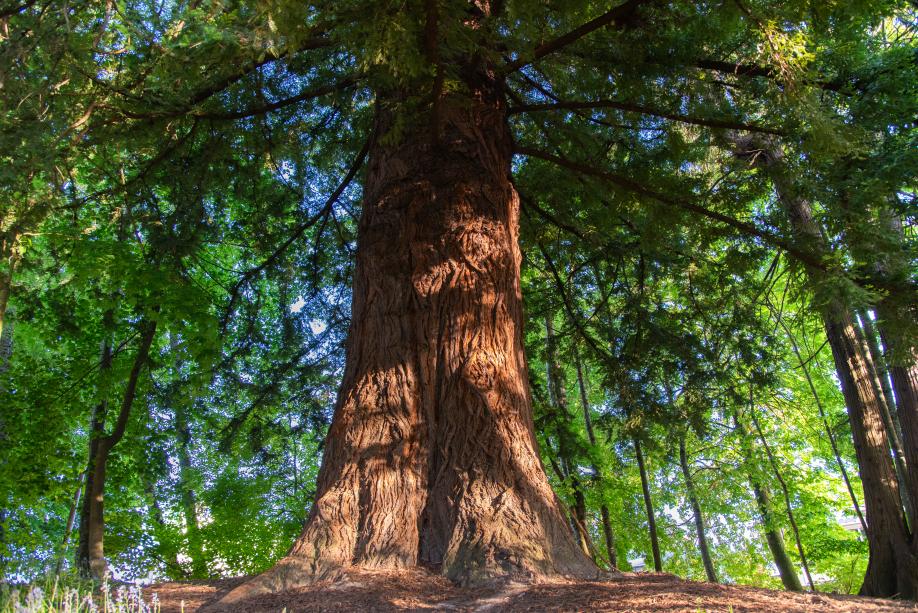 A wide shot highlighting the trunk of the hundred-foot-tall coastal redwood tree in Centennial Park, surrounded by multiple small green trees.