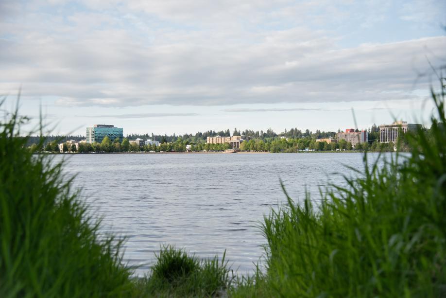 A nature scene predominantly featuring Capitol Lake, with tall grass in the foreground and downtown Olympia in the distance.