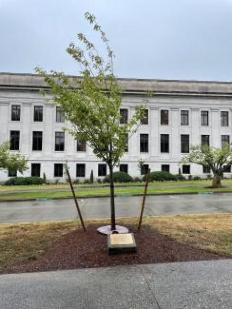 A Kwanzan Flowering Cherry tree planted as a memorial to Senator Cal Anderson