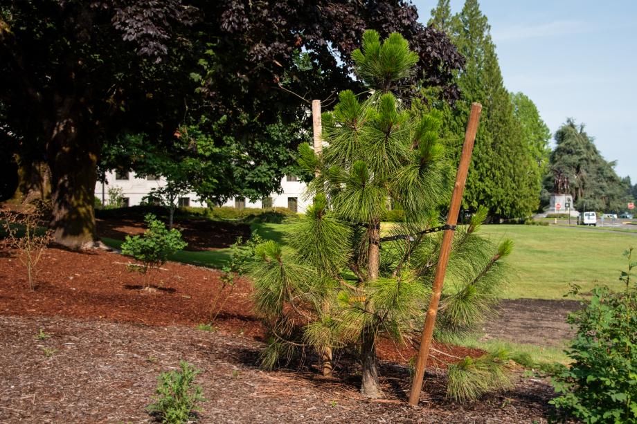 A young Ponderosa pine tree is being held up by stakes in a bed of mulch, with a larger tree and an open lawn in the background.