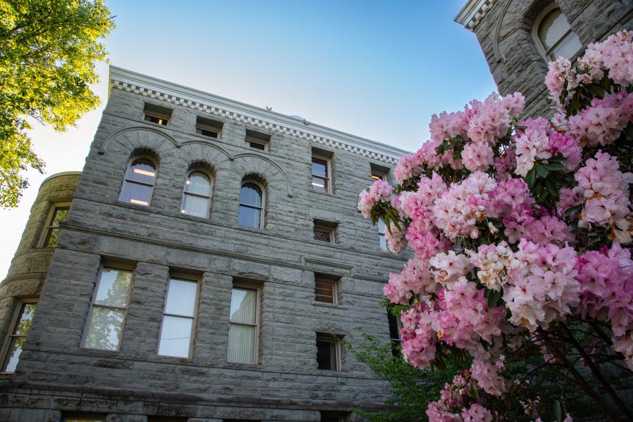 A tree with lots of blooming pink flowers standing just outside of the north side of the Old Capitol Building. This portion of the building is three stories tall with windows that are various shapes and sizes.