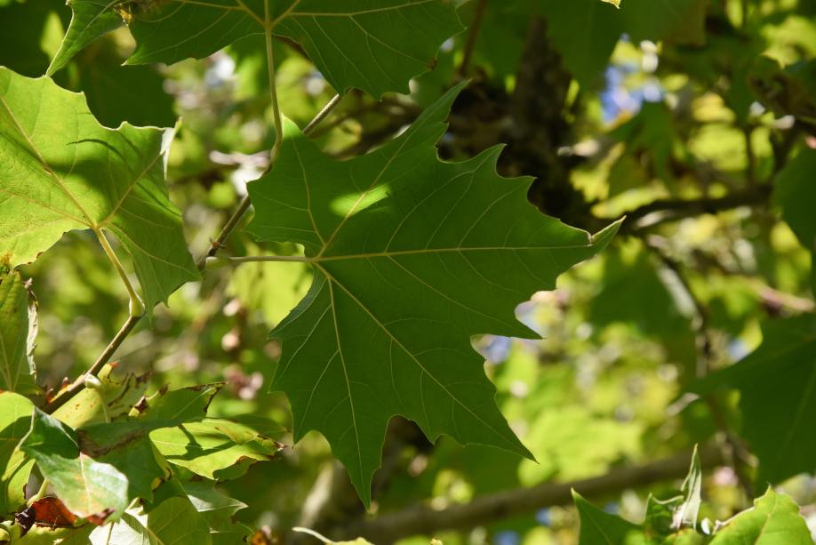 A close-up of a London Plane tree's leaves, which are large and light green with yellow stems.