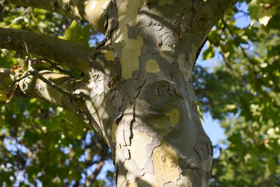 A close-up of a London Plane tree's trunk, which is mostly smooth and light gray. Large portions of the bark are peeled off, exposing a light yellow wood.