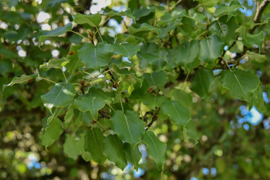 A close-up of a bunch of green Ornamental Flowering Pear tree leaves.