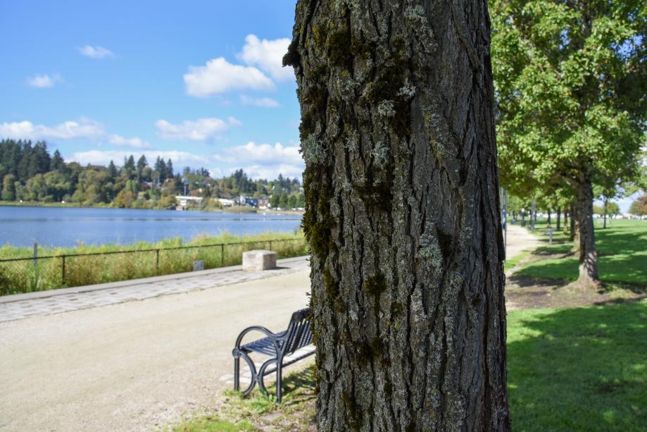 A close-up of an Ornamental Flowering Pear tree's trunk, which is rough and dark gray with patches of moss growing on it. A gravel pathway and Capitol Lake are in the background.