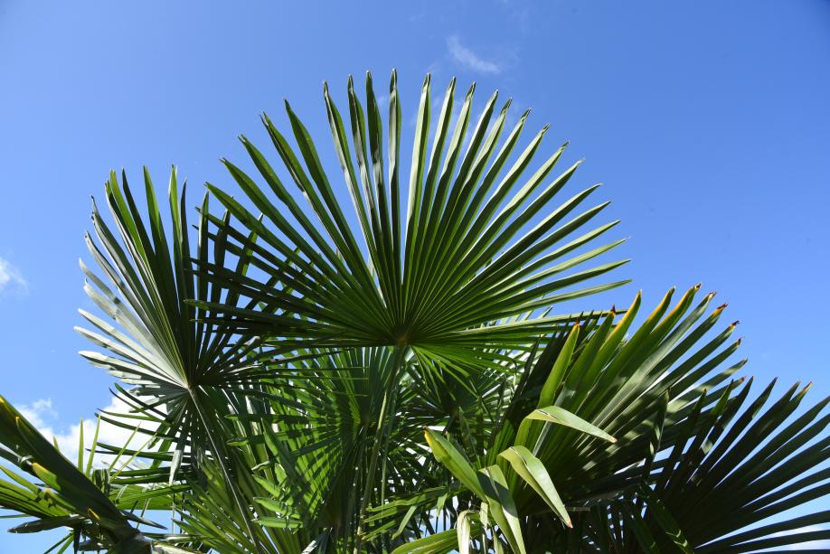 A close-up of a Windmill palm's green leaves, which resemble foldable fans.