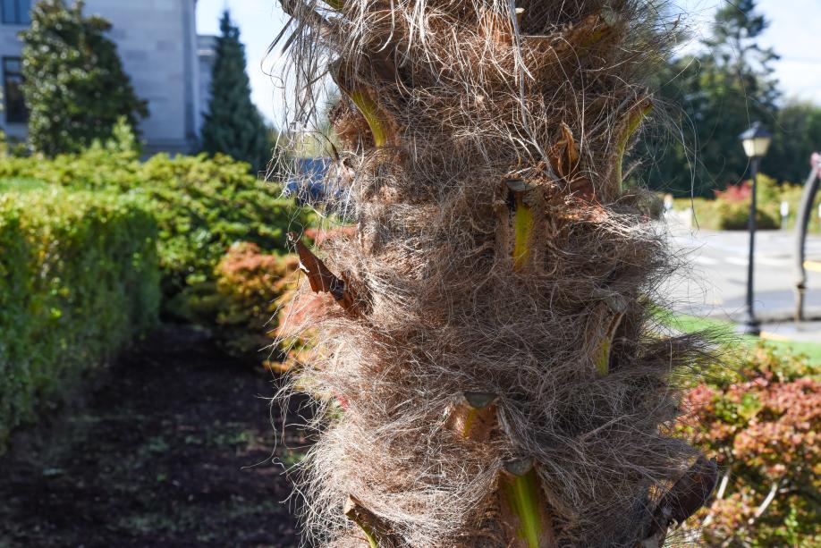 A close-up of a Windmill palm's trunk, which is covered in brown fibers that resemble burlap.