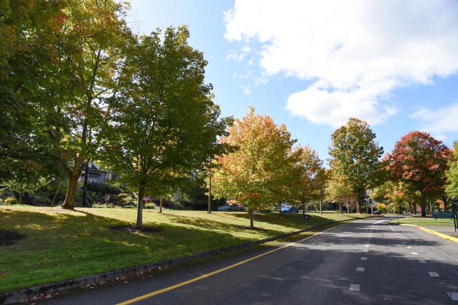 A row of green, yellow, and red Sugar Maple trees planted on the side of a street, with a blue sky and white clouds in the background.