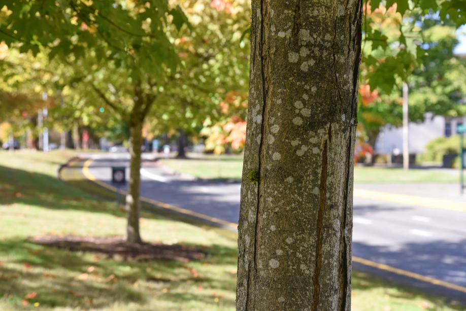 A close-up of a smooth tree trunk with white spots and cracks in the outer bark.