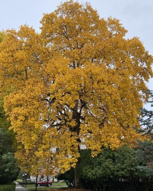 Tulip Tree in the fall with bright yellow leaves.