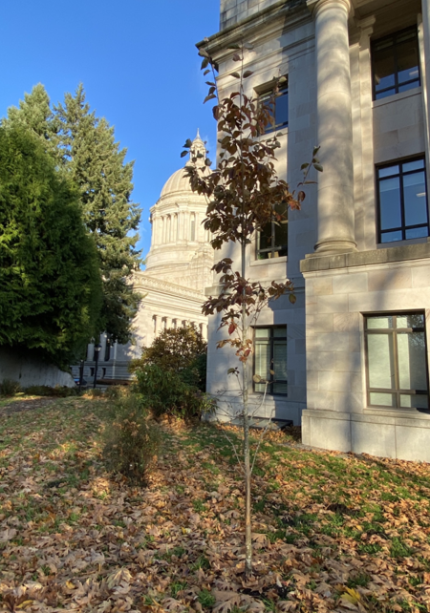 A small Korean Dogwood tree with a skinny, light gray trunk and small, dark red leaves. The Legislative Building is slightly visible in the background.