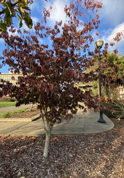 A small Korean Dogwood tree with a light gray trunk and dark red leaves. Parts of East Campus are slightly visible in the background.
