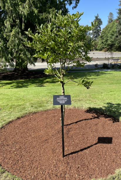 A tiny star magnolia tree with a skinny trunk and light green leaves, planted in a circular bed of mulch with an interpretive sign in front of it.