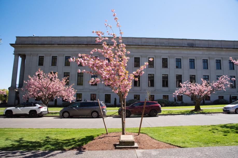 An outdoor scene focused on a small, blooming cherry tree with pink flowers that stands next to a bronze plaque. Cars, more cherry trees, and the Insurance Building are in the background.