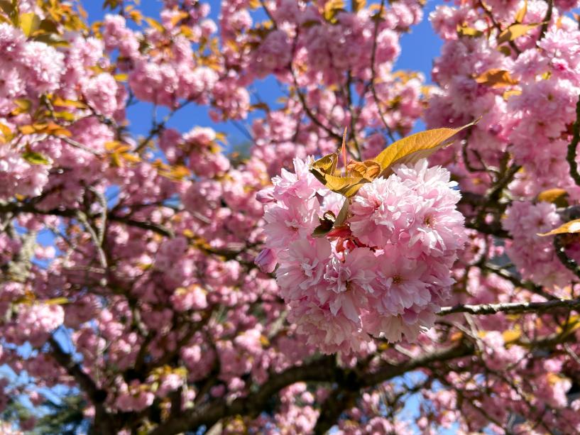 A close-up shot of the cherry blossoms on a Kwanzan flowering cherry tree. The sun shines onto the bright pink flower clusters and light orange leaves.