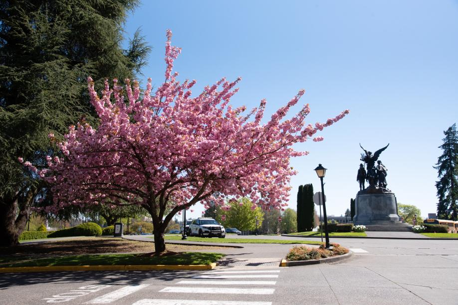 A Kwanzan flowering cherry tree on a street corner with the Winged Victory Monument in the background. The sun shines onto the tree, highlighting its bright pink flowers.