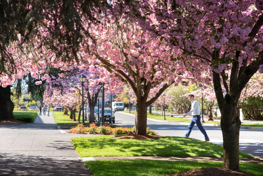 An outdoor scene with a man crossing the street onto a stone pathway lined with bright pink cherry blossom trees. People standing further down the pathway take photos of the cherry blossoms.