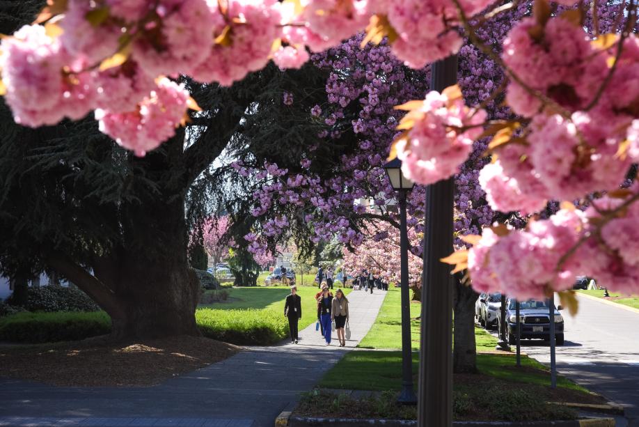 A group of women walking on a stone pathway lined with Kwanzan flowering cherry trees. A group of cherry blossom clusters in the foreground create a bright pink frame above the women.