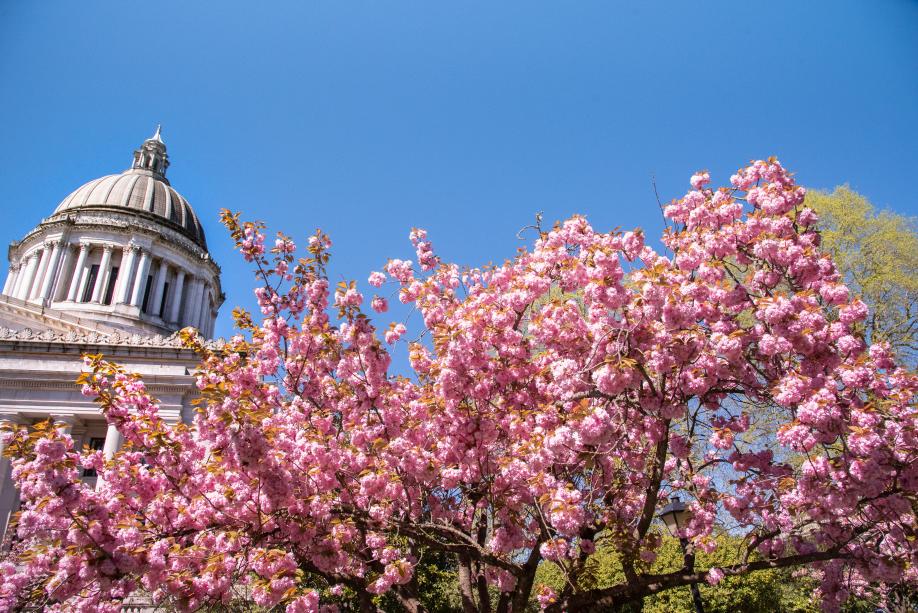 A low angle shot of a blooming Kwanzan flowering cherry tree and the Legislative Building dome. The trees' bright pink flowers and the building's white stone pop out against the clear blue sky.