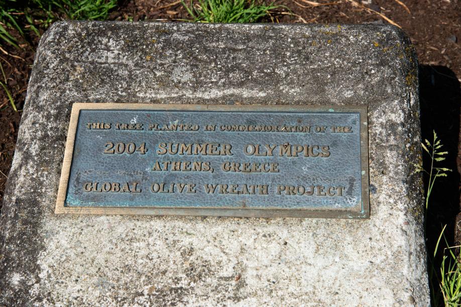 A bronze plaque reading "This tree planted in commemoration of the 2004 Summer Olympics / Athens, Greece / Global Olive Wreath Project."