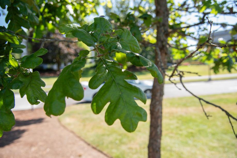 A close-up of a Garry oak tree's small, green leaves, which hang in a cluster at the end of skinny branches.