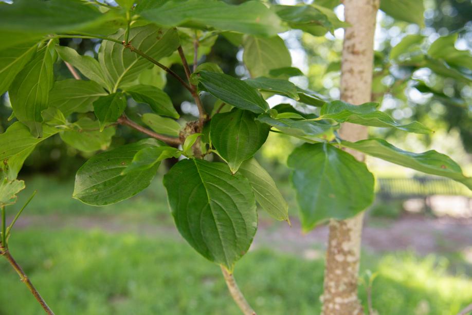 A close-up of a Korean dogwood tree's small, green leaves.
