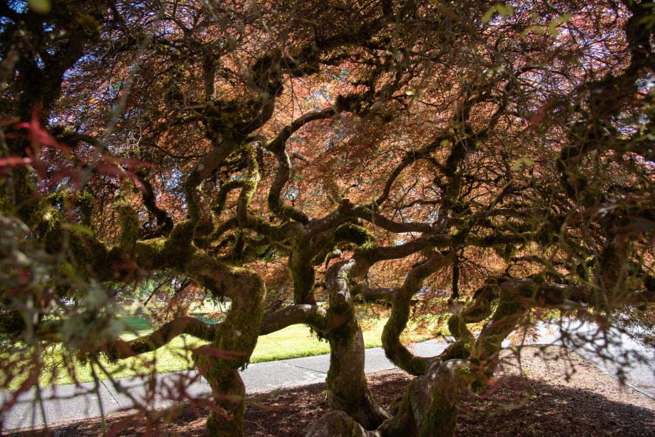 A close-up of the intricate trunk on a Weeping Cutleaf Redleaf Japanese Maple tree.