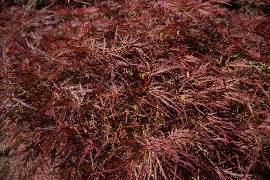 A close-up of the tiny, dark red leaves on a Weeping Cutleaf Redleaf Japanese Maple tree.