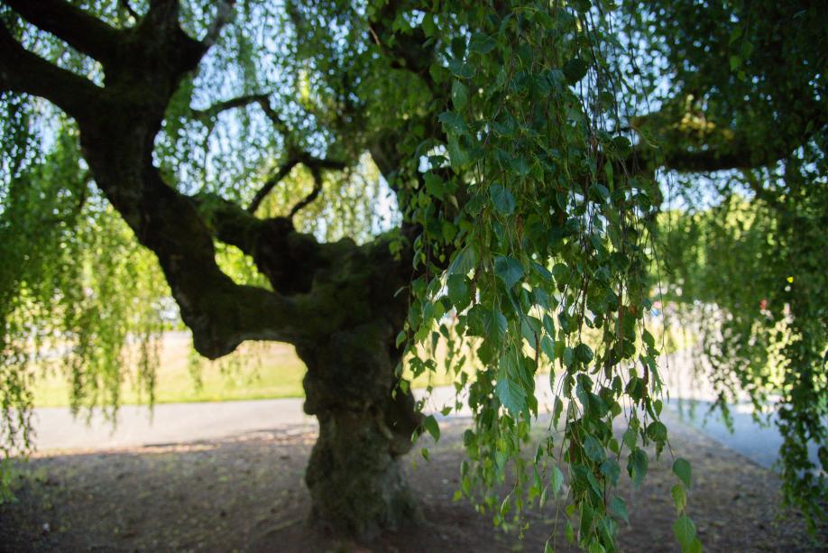 A close-up of a weeping European white birch tree's leaves, which hang from tiny vines far from the tree's trunk.