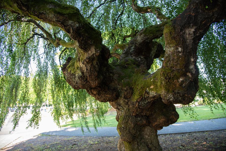 A young weeping European white birch tree's oddly shaped trunk, which twists and splits into three sections that grow outward.