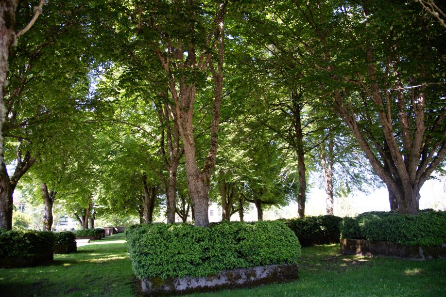 A grove of dozens of littleleaf linden trees, which stand in square planters covered in green leaves.