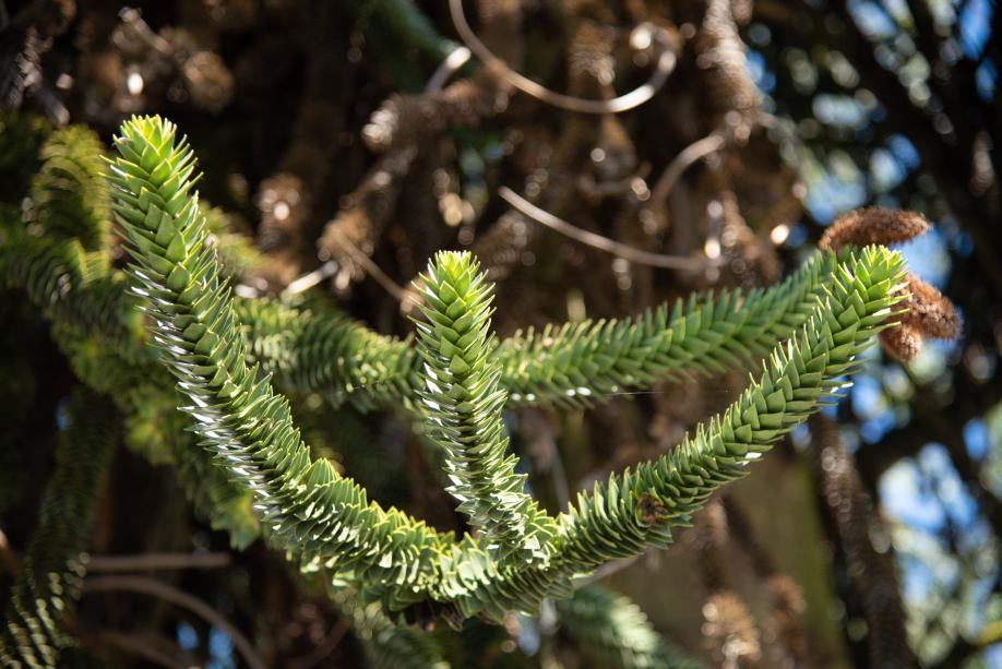 A close-up of a monkey puzzle tree's tiny, green leaves. The pointy leaves cover the tree branches, making them look scaly and prickly.